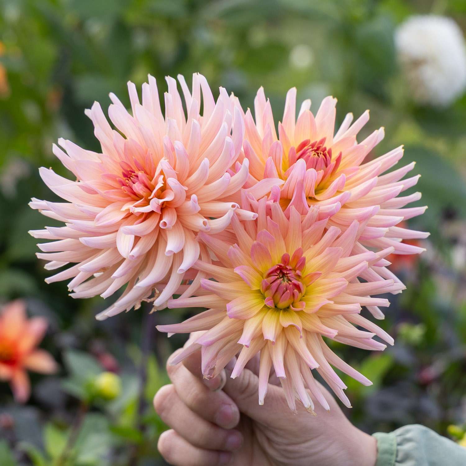 Dahlia 'Henriëtte'